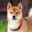 Favicon of http://www.paws4dogs.info/